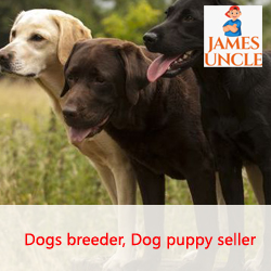 Dog seller Mr. Abhishek Adhya in Bikihakola